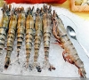 The Great Tiger Prawn Massacre