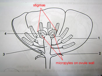 Flower Structure O-Level 2008 Oct/Nov Biology Qn 27