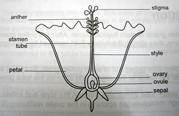 Flower Structure as commonly depicted in textbooks