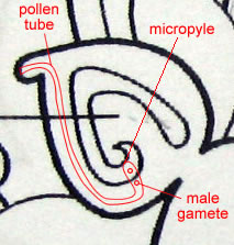 Fertilization of the Flower in O-Level Oct/Nov 2008 Biology Qn 27