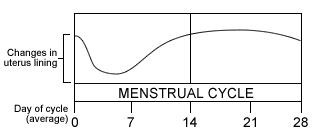 Menstrual Cycle