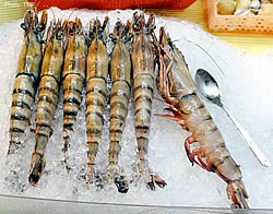 Tiger Prawns