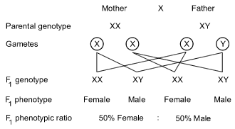 Diagram for Q36