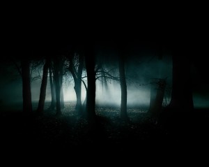 Foggy Woods