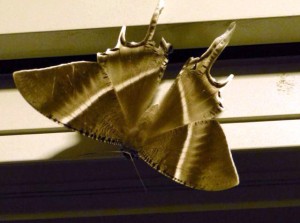 Tropical Swallowtail Moth